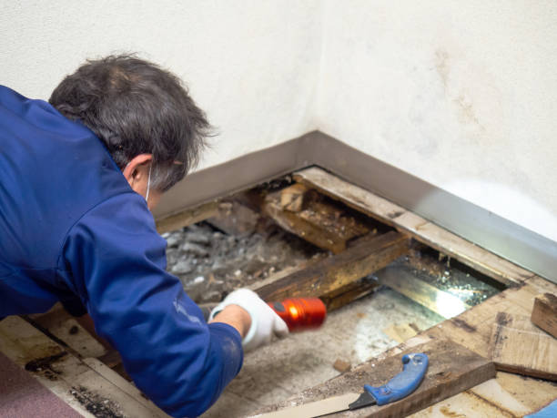 Best Residential Mold Removal  in London, OH