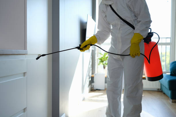 Best Black Mold Removal  in London, OH