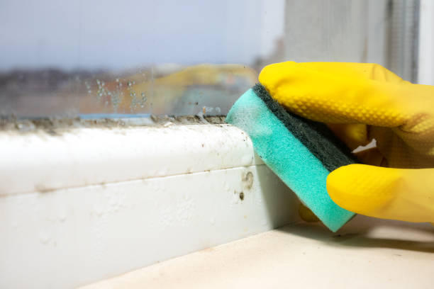 Best Mold Remediation  in London, OH