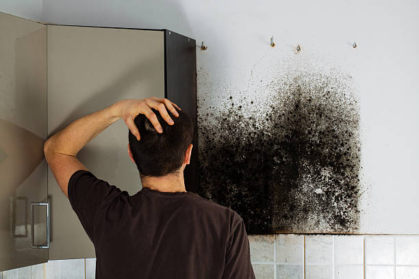 Mold Removal and Inspection in London, OH