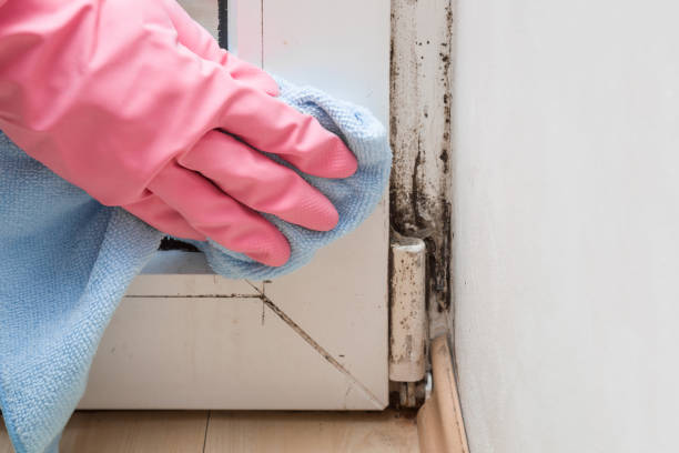 Best Mold Remediation Experts  in London, OH